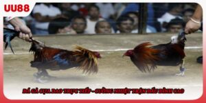 Đá Gà Cựa Dao Trực Tiếp - Cuồng Nhiệt Trận Đấu Đỉnh Cao