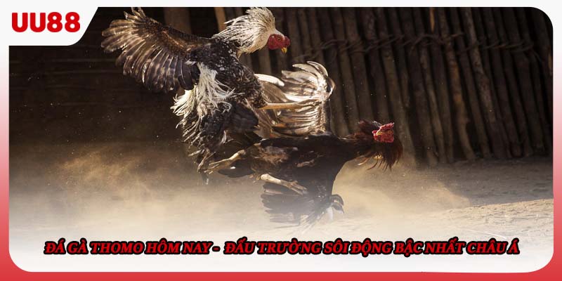 Đá Gà Thomo Hôm Nay -  Đấu Trường Sôi Động Bậc Nhất Châu Á