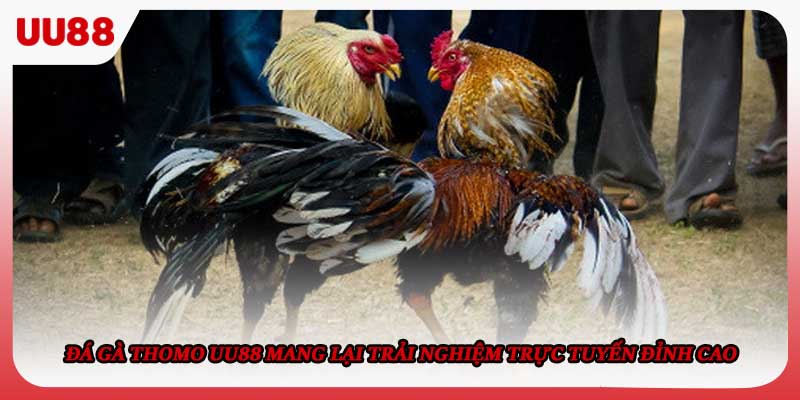 Đá gà Thomo UU88 mang lại trải nghiệm trực tuyến đỉnh cao