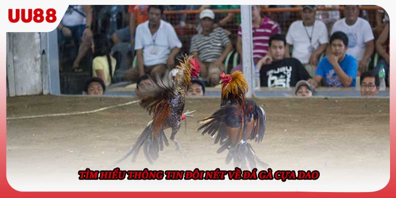 Tìm hiểu thông tin đôi nét về đá gà cựa dao